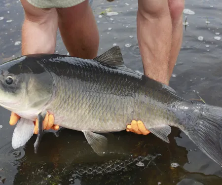 A study of bigmouth buffalo in Minnesota waters revealed the fish can live much longer than originally expected. (Photo provided by Dr. Alec Lackmann.) 
