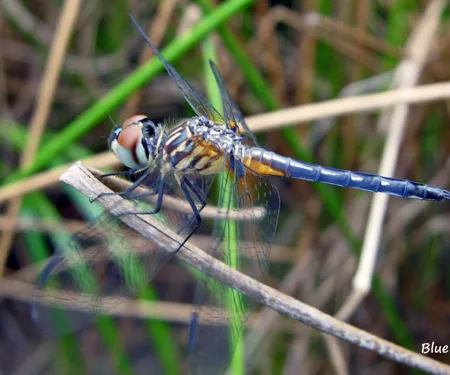Blue Dasher (Dragonfly), photo provided by USDA