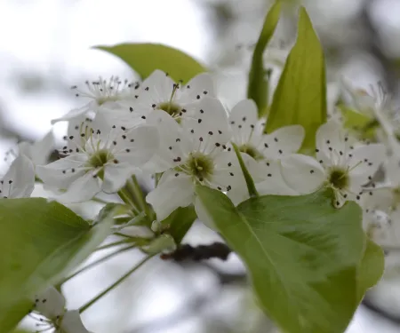 Bradford pear tree flower.
