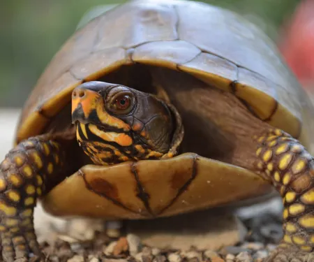 Box turtle, photo by Andrea Crews