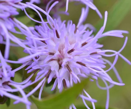 Button Blazing Star flower.