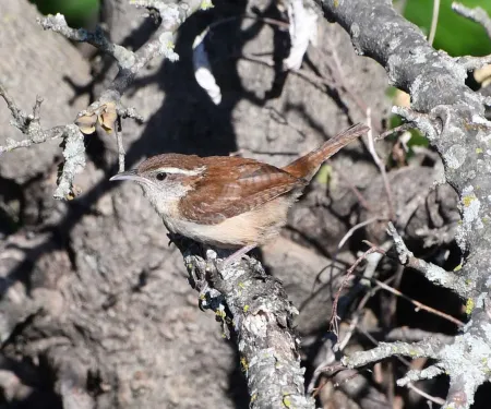 Carolina Wren. Jena Donnell/ODWC