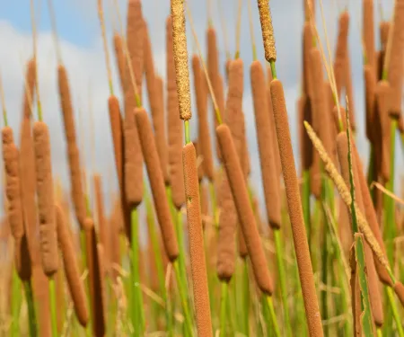 Cattails.