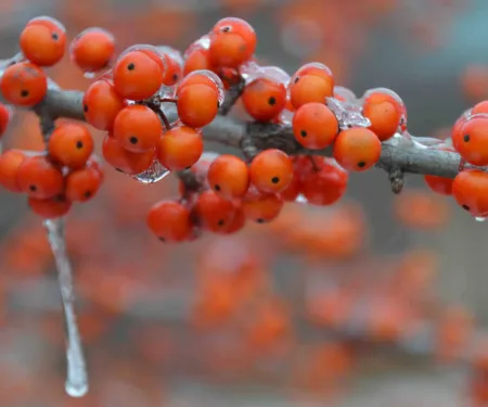 Fruit on a tree branch.