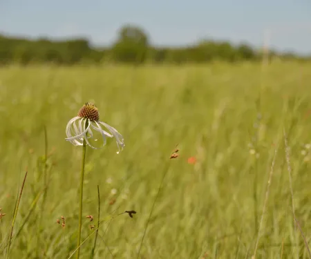 Many native “weeds” can actually benefit pastures, gardens and woodlands.