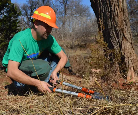 Small cedar being cut.