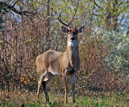 One side spike buck, photo by David Arbor