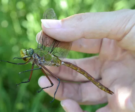 Comet Darner dragon fly.
