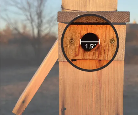 Bluebird box entrance hole.