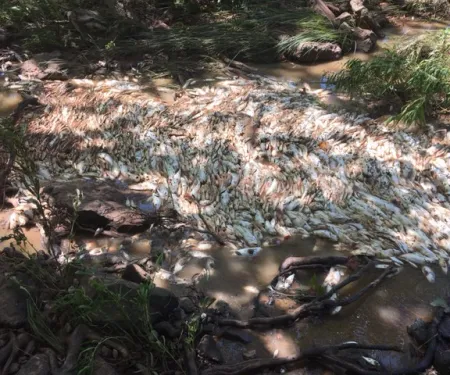 Cushing lake fish kill, photo by Ashley Nealis