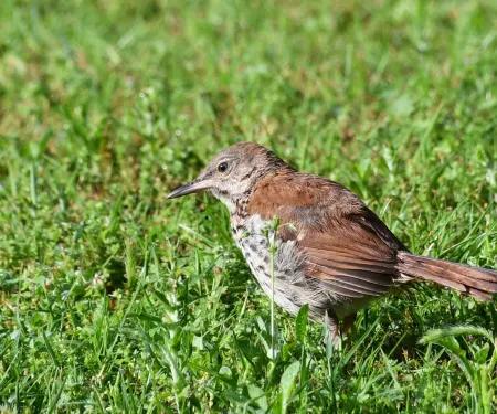 Fledgling Brown Trasher