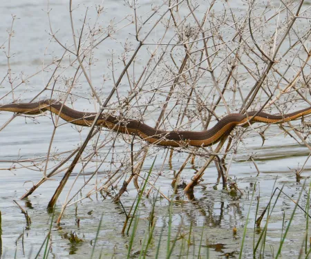 Graham’s Crayfish Snake