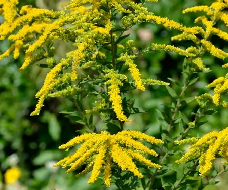 Goldenrod plant.