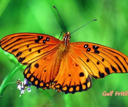 Gulf Fritillary, photo by USDA