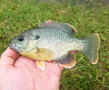 Hybrid sunfish.