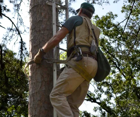 Biologist scaling tree at McCurtain County Wilderness Area.