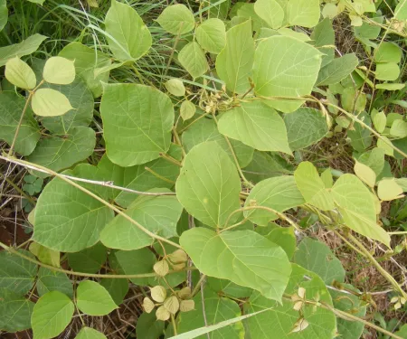 Kudzu, which can be misidentified as poison ivy, has brown, hairy stems and leaflets that are hand-sized or larger. (Kyle Johnson/ODWC)