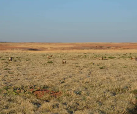 Lesser Prairie Chickens in a field, photo by Wade Free