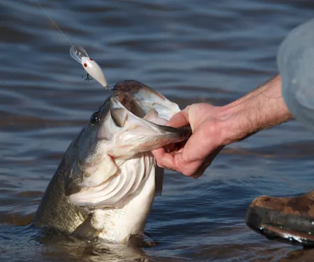 Largemouth bass being pulled out of the water.