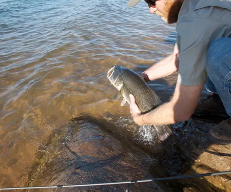 Man releasing largemouth bass.