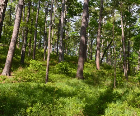McCurtain County Wilderness Area, photo by Jena Donnell