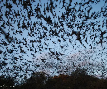 Bats in the sky, photo by Ann Froschauer/USFWS
