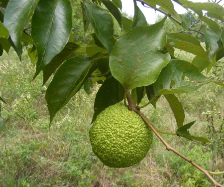 Osage orange tree, with fruit.