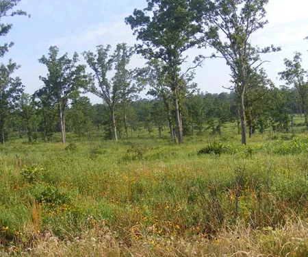 Mixed Oak-Pine Savanna habitat.