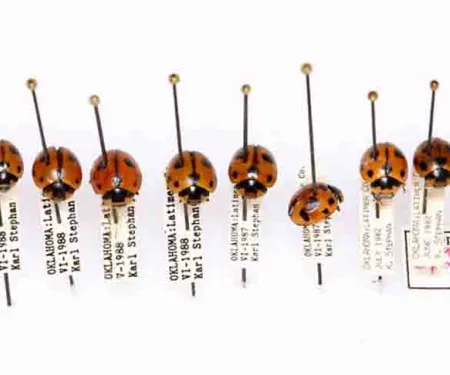 Nine-spotted ladybug, photo by Mike Quinn