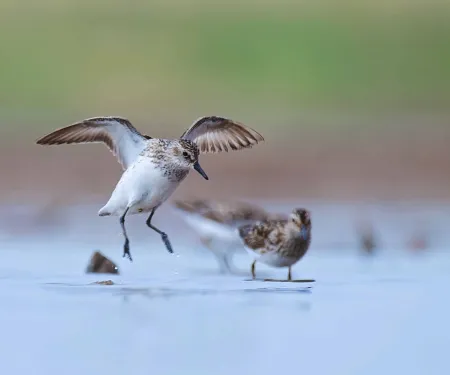 Birds in wetland.