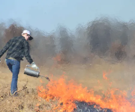 Man using drip torch during a prescribed burn.