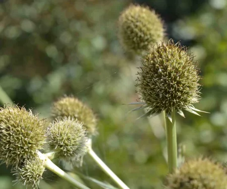 Rattlesnake Master Borer plant.