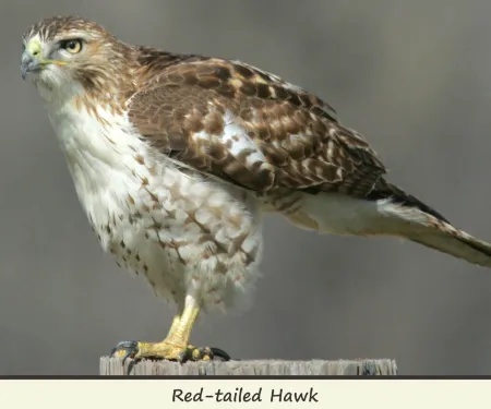 Red-tailed Hawk, photo by Bill Horn