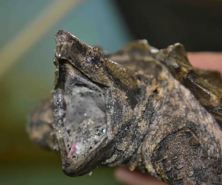 Six year old Alligator Gar