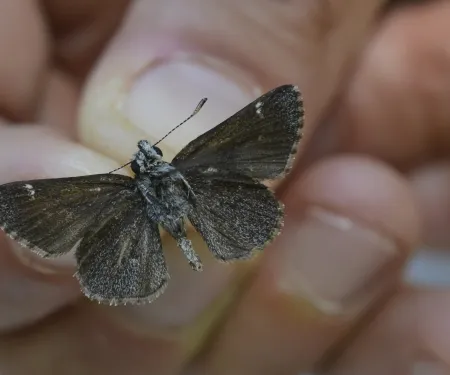 Linda's roadside-skipper