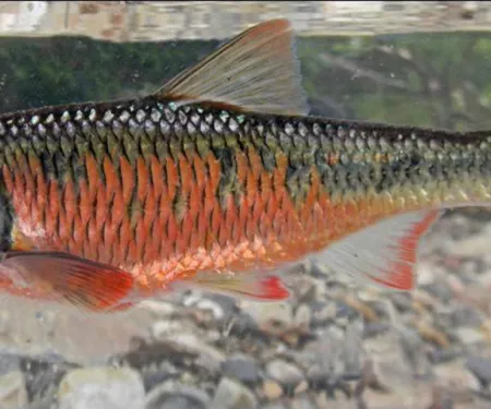Striped Shiner, photo by Brandon Brown