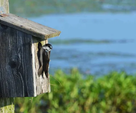 Bird hanging on nest box.