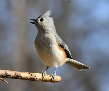 Tufted Titmouse, photo by Bill Crow