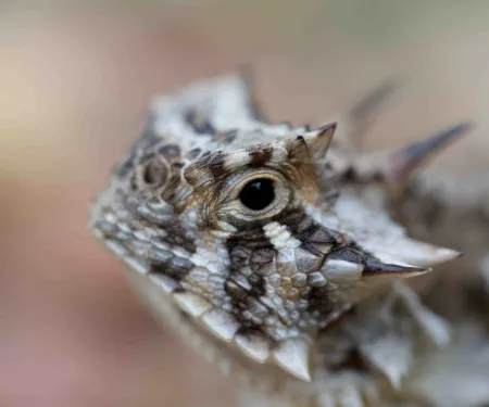 Texas Horned Lizard, photo by Steve Webber