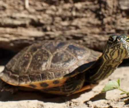 Western Chicken Turtle, photo by Steve Webber