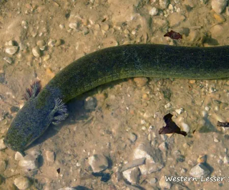 Western Lesser Siren