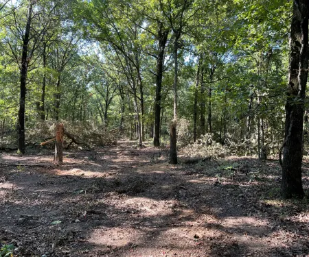 Open wooded area.  Photo RosaLee Walker/ODWC