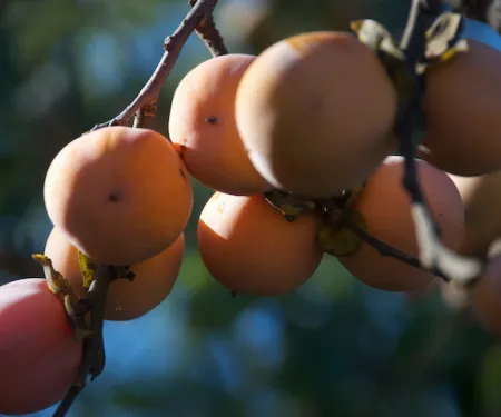 Persimmon.