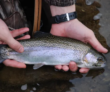 Rainbow trout held in water.