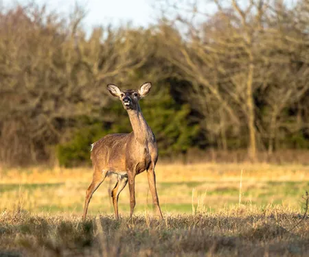 Deer in a field.