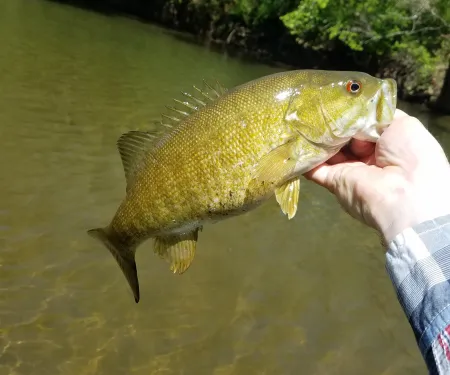 Smallmouth bass.
