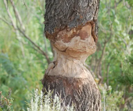 Tree with damage from beaver.