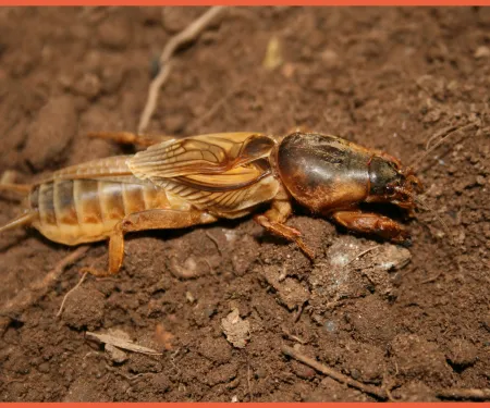 Prairie Mole Cricket, photo by Daniel R. Howard