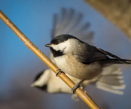 Carolina Chickadee on a branch.  Photo by Stephen Ofsthun