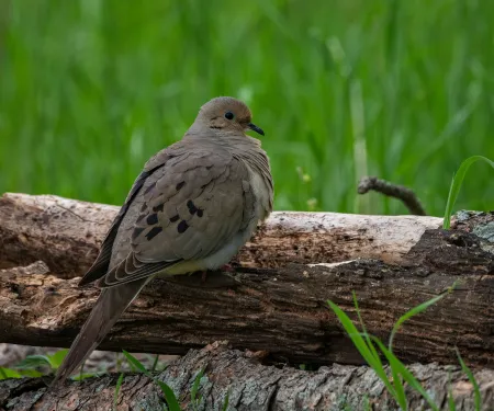 Mourning dove on log.  Photo by Stephen Ofsthun